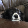 bodgit