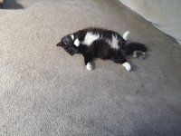Bella.jpg