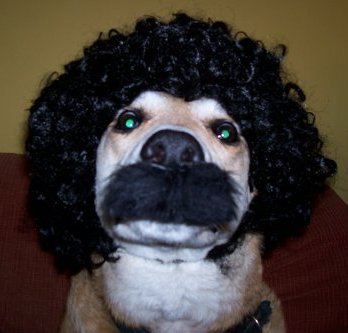 SCOUSEDOG.jpg
