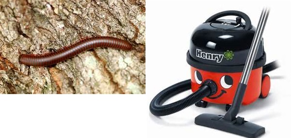 millepede.jpg