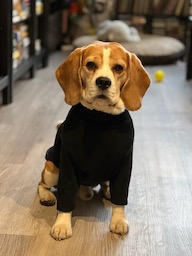 Steve_Dogs.jpg