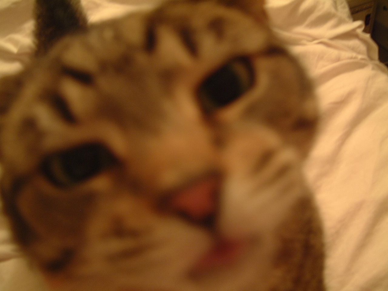 Tiggy_1.JPG